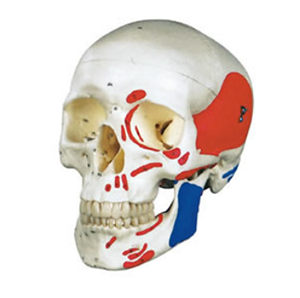 Natural skull model with colored muscle